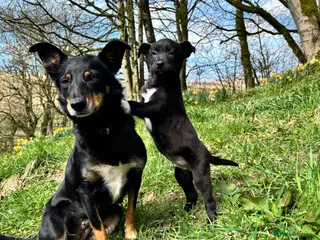 Mixed Breed dogs Kelpie X Collie Dog Pup - Advert 8
