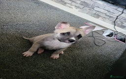 Akita dogs for sale: Akita 2years old  - Image 4