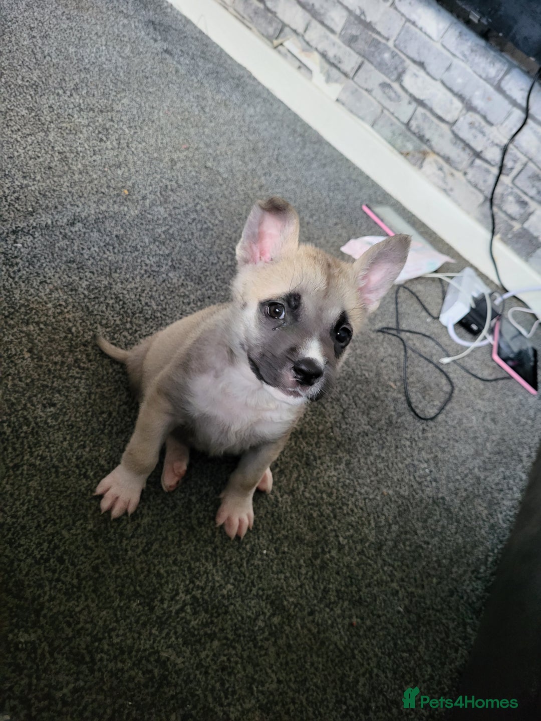 Akita dogs for sale: Akita 2years old  - Image 4