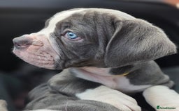 Olde English Bulldogge dogs for sale: Olde English Bulldog Puppies NEBBR-Price Reduction - Image 1