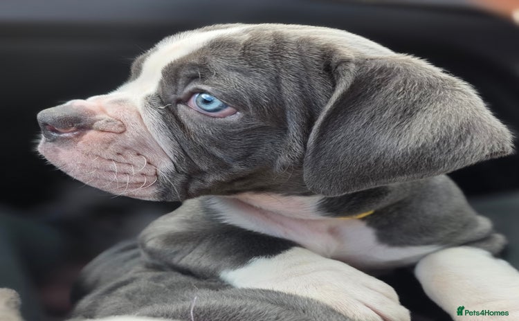 Olde English Bulldogge dogs - Advert 2