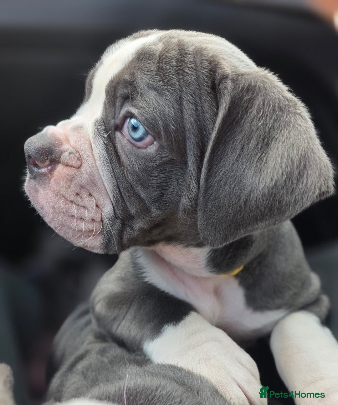Olde English Bulldogge dogs for sale: Olde English Bulldog Puppies NEBBR-Price Reduction - Image 1