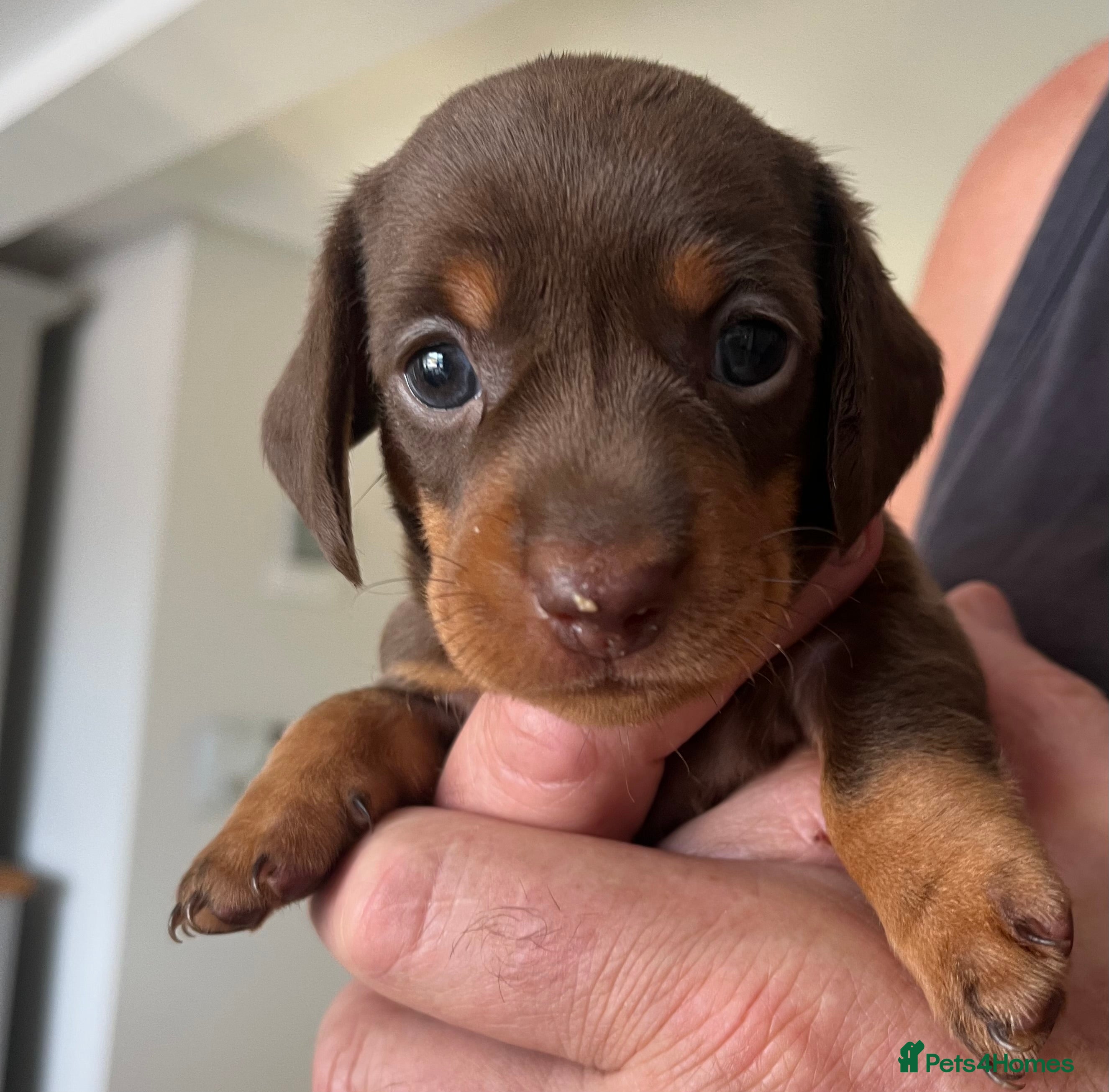 Miniature Dachshund dogs KC Reg miniature Dachshund puppies  - Advert 1