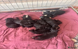 Bordoodle dogs for sale: Borderpoo - Image 3