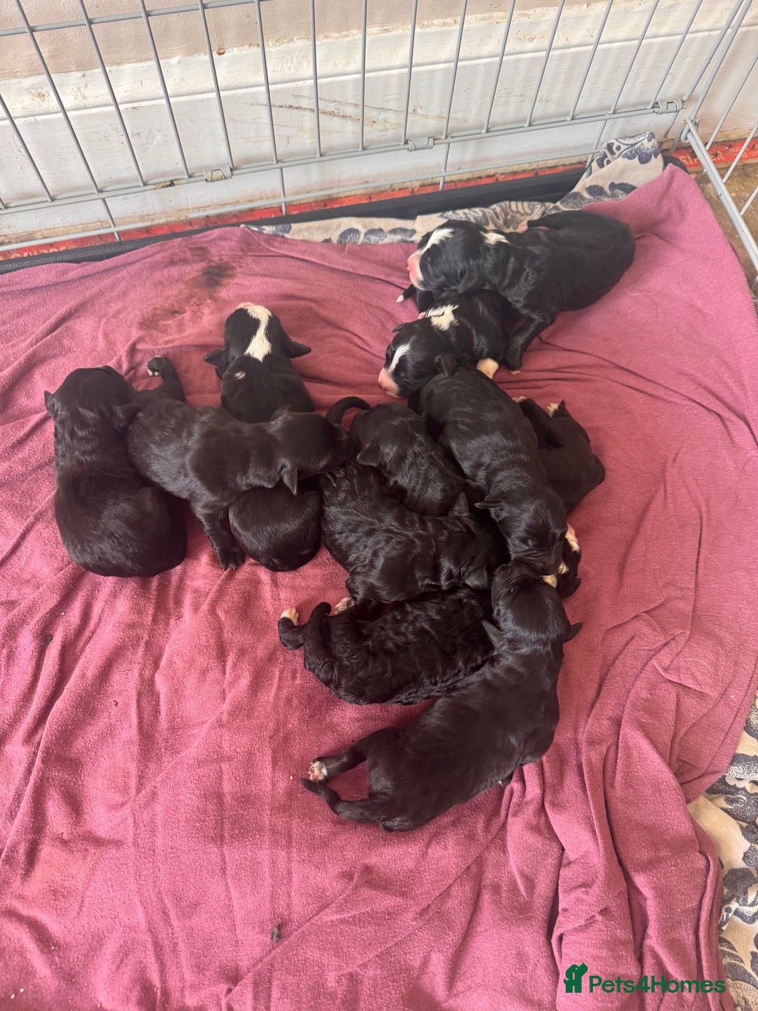 Bordoodle dogs for sale: Borderpoo - Image 3
