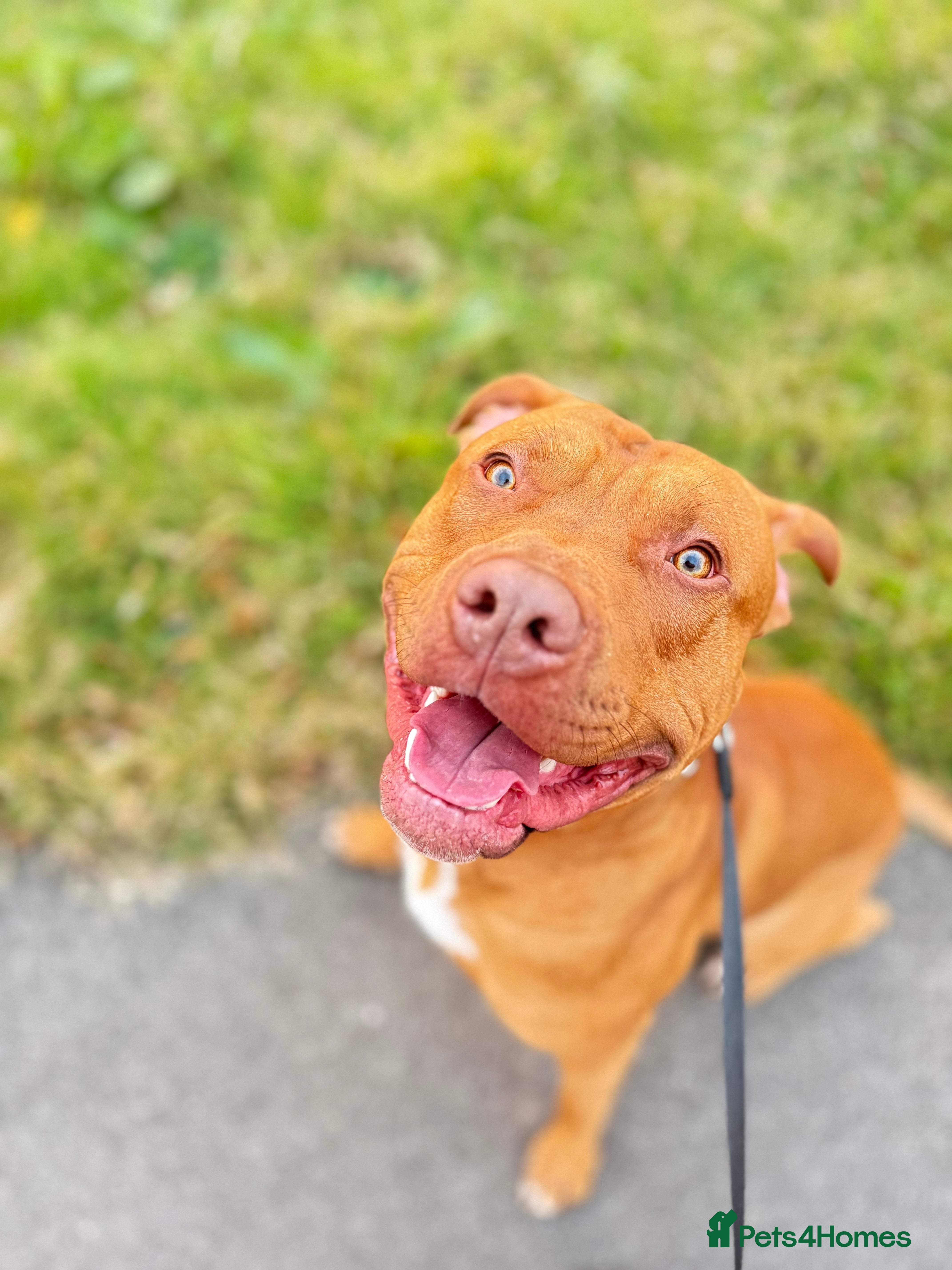 Mixed Breed dogs Beautiful bully mix boy for adoption - Advert 1