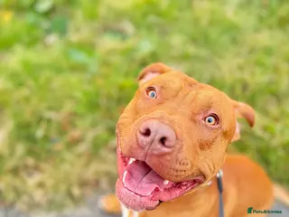 Mixed Breed dogs Beautiful bully mix boy for adoption - Advert 1