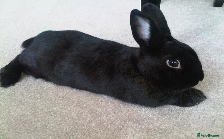 Havana rabbits - Advert 1