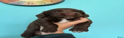 Cocker Spaniel dogs for sale: Working Cocker Spaniel Puppies  - Advert 23