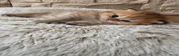 British Shorthair cats for sale: BEAUTIFUL GOLDEN BSH KITTENS AVAILABLE TO RESERVE - Advert 17