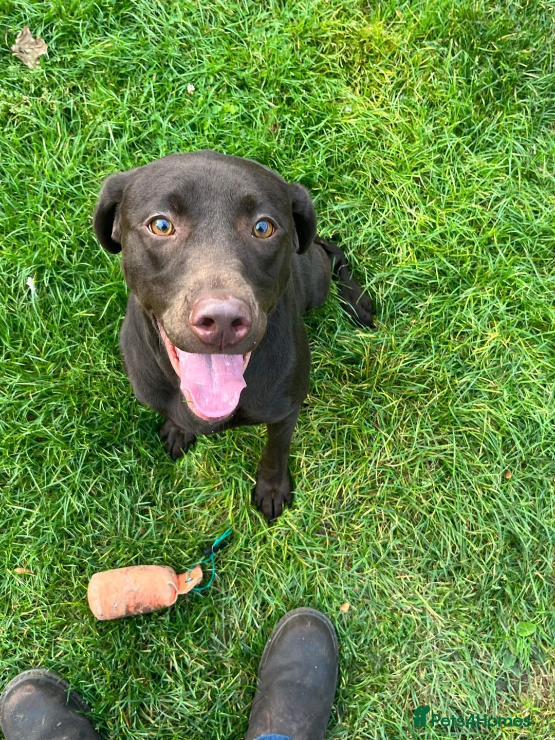 Labrador Retriever dogs for sale: Beautiful Chocolate and Yellow working Labradors  - Advert 20