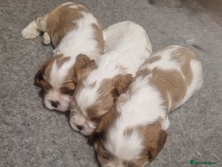Cavalier King Charles Spaniel dogs 3 Stunning Blenheim Cavalier King Charles Puppies - Advert 10