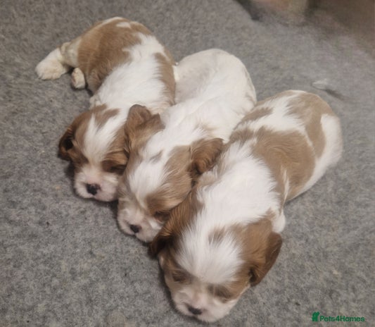 Cavalier King Charles Spaniel dogs 3 Stunning Blenheim Cavalier King Charles Puppies - Advert 5