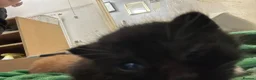 Turkish Angora cats for sale: Two  tuxedo kittens for sale  - Advert 7