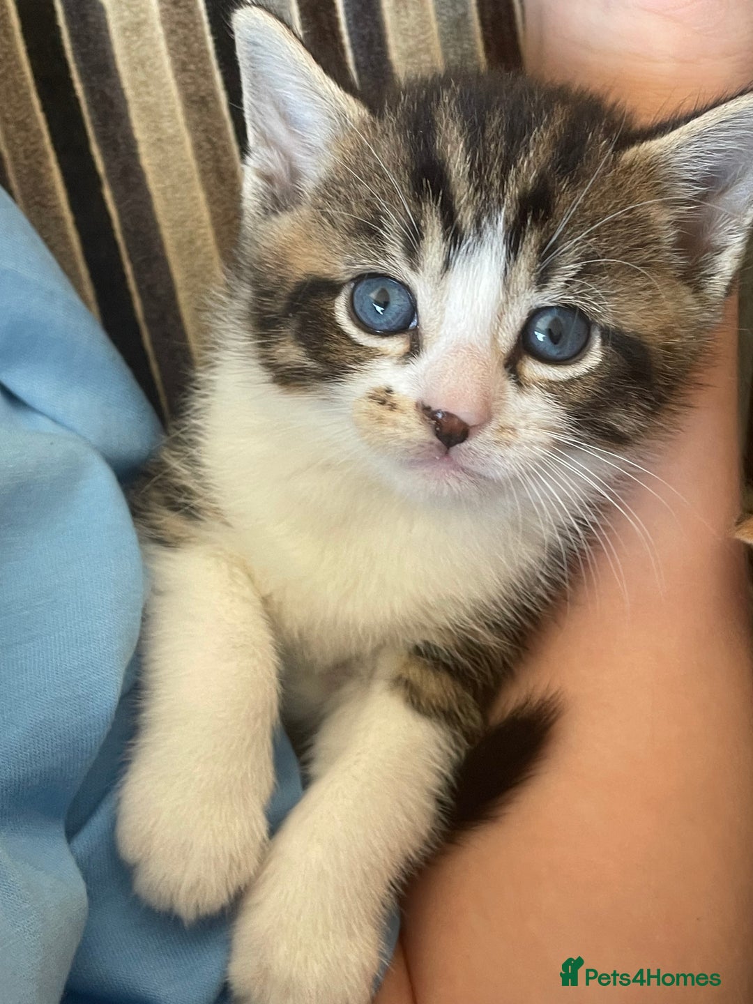 Mixed Breed cats for sale: 4 gorgeous mixed breed kittens - Image 3