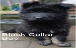 German Shepherd dogs for sale: Available Now! Last 2 German Shepherds Puppies - Image 3