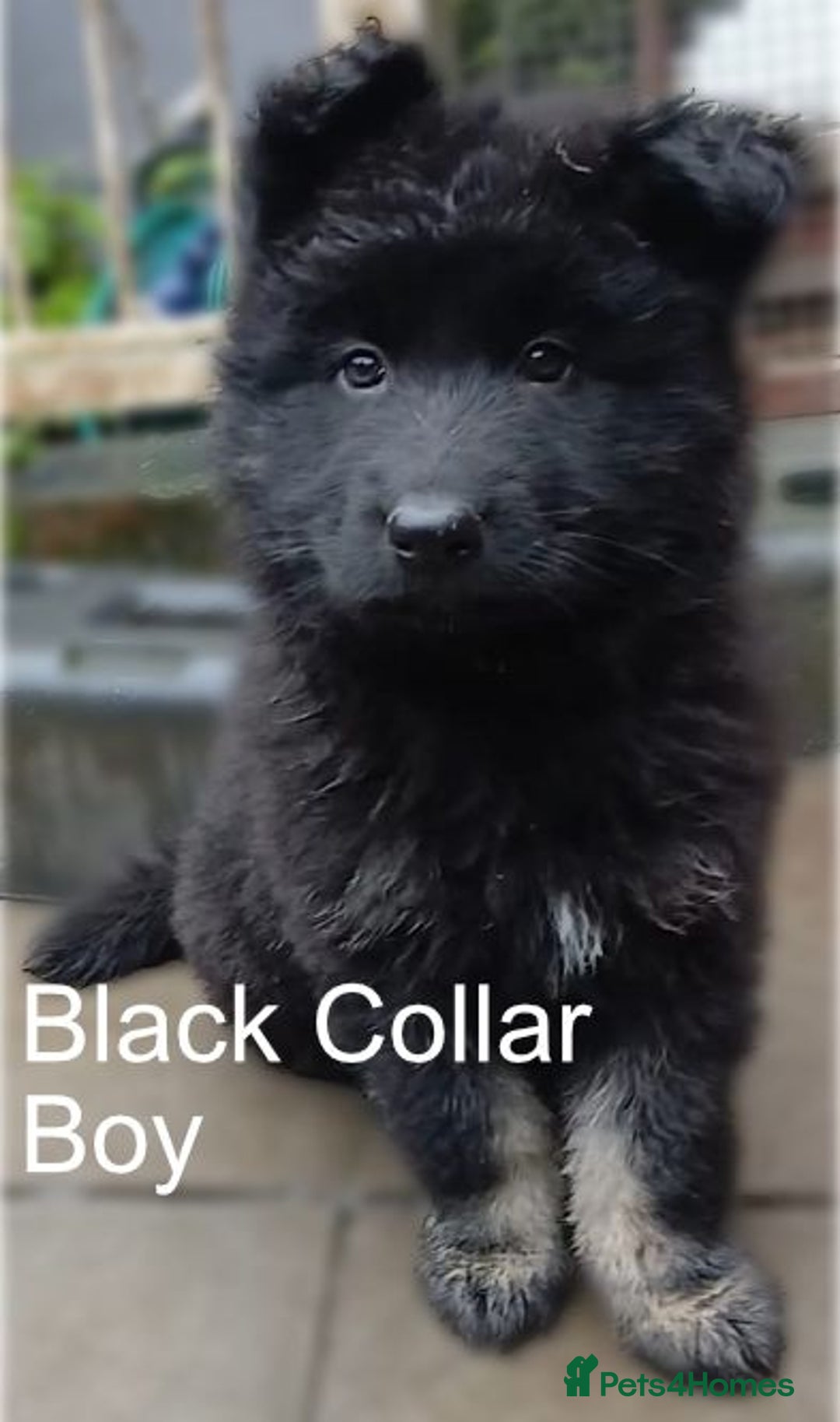 German Shepherd dogs for sale: Available Now! Last 2 German Shepherds Puppies - Image 3