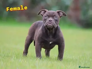 Olde English Bulldogge dogs 23 years Professionals 5⭐️Rated Licensed. - Advert 2