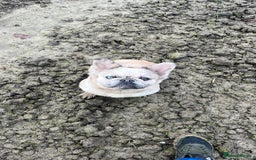 French Bulldog dogs for sale: Fluffy french bulldogs  - Image 7