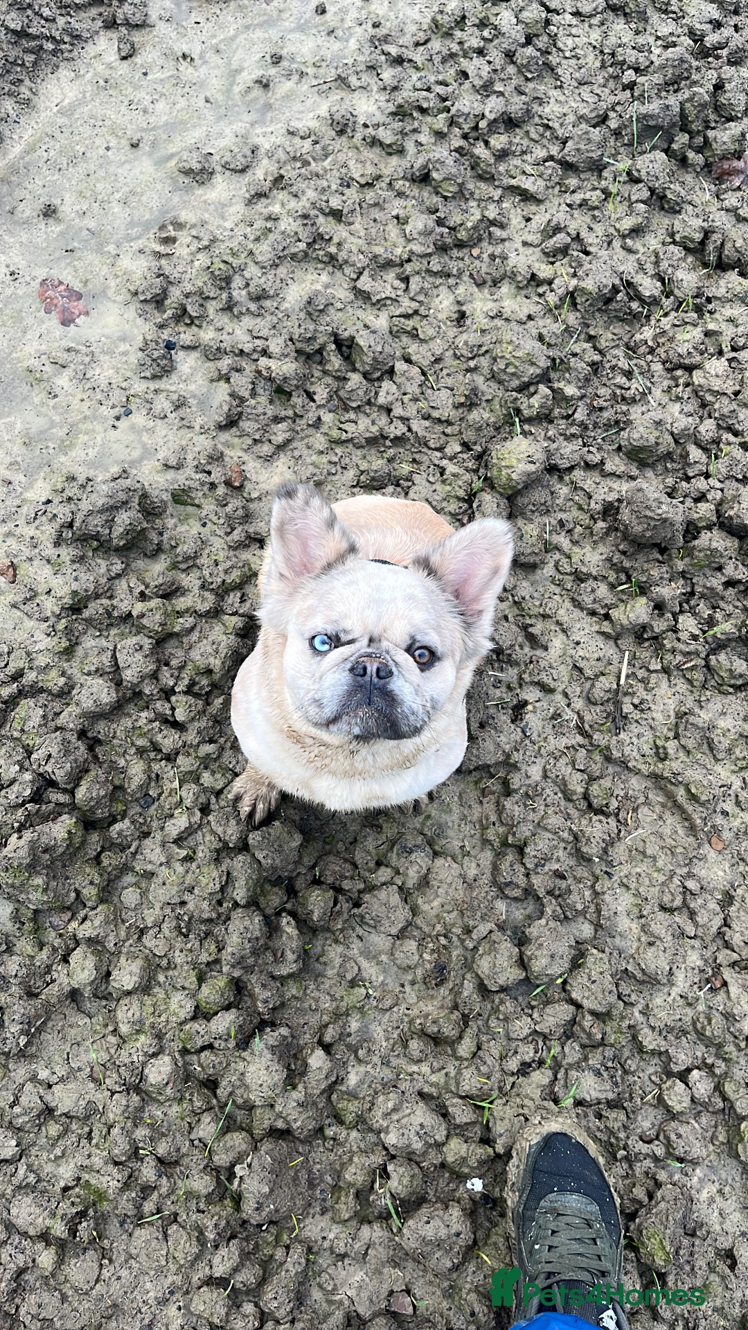 French Bulldog dogs for sale: Fluffy french bulldogs  - Image 7
