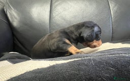 Miniature Dachshund dogs for sale: Champion line miniature Dachshunds KCREG PRACLEAR  - Image 28