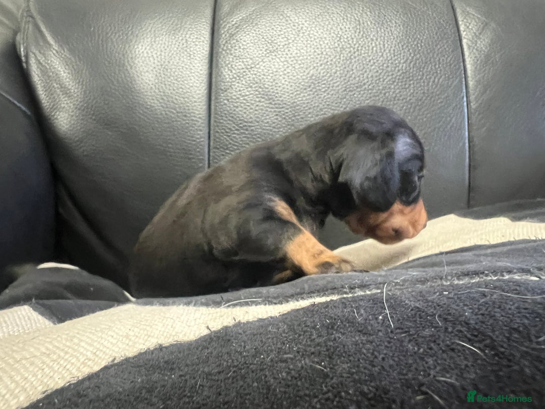 Miniature Dachshund dogs for sale: Champion line miniature Dachshunds KCREG PRACLEAR  - Image 28