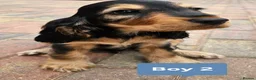 Cocker Spaniel dogs for sale: Ready to go 2 boys left show cocker spaniels - Advert 9