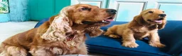 Cocker Spaniel dogs for sale: Two years old excellent show stud dog  - Advert 2