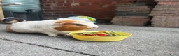 Guinea Pig rodents for sale: Two unneutered boars  in Shrewsbury - Advert 2