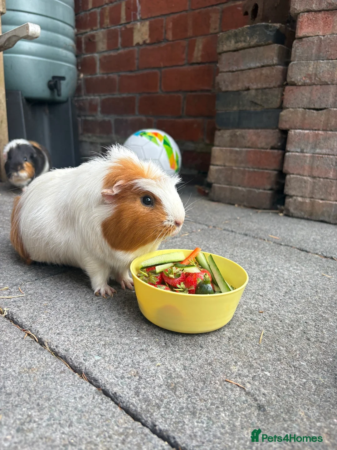 Guinea Pig rodents for sale: Two unneutered boars  in Shrewsbury - Advert 2