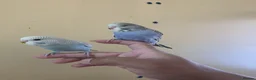 Budgerigars birds for sale: Silly hand tamed baby budgies for sale  - Advert 10