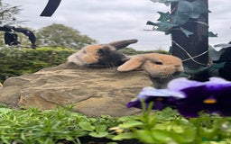 Netherland Dwarf rabbits for sale: Still available pedigree mini lop sisters 12/10/25 - Image 1