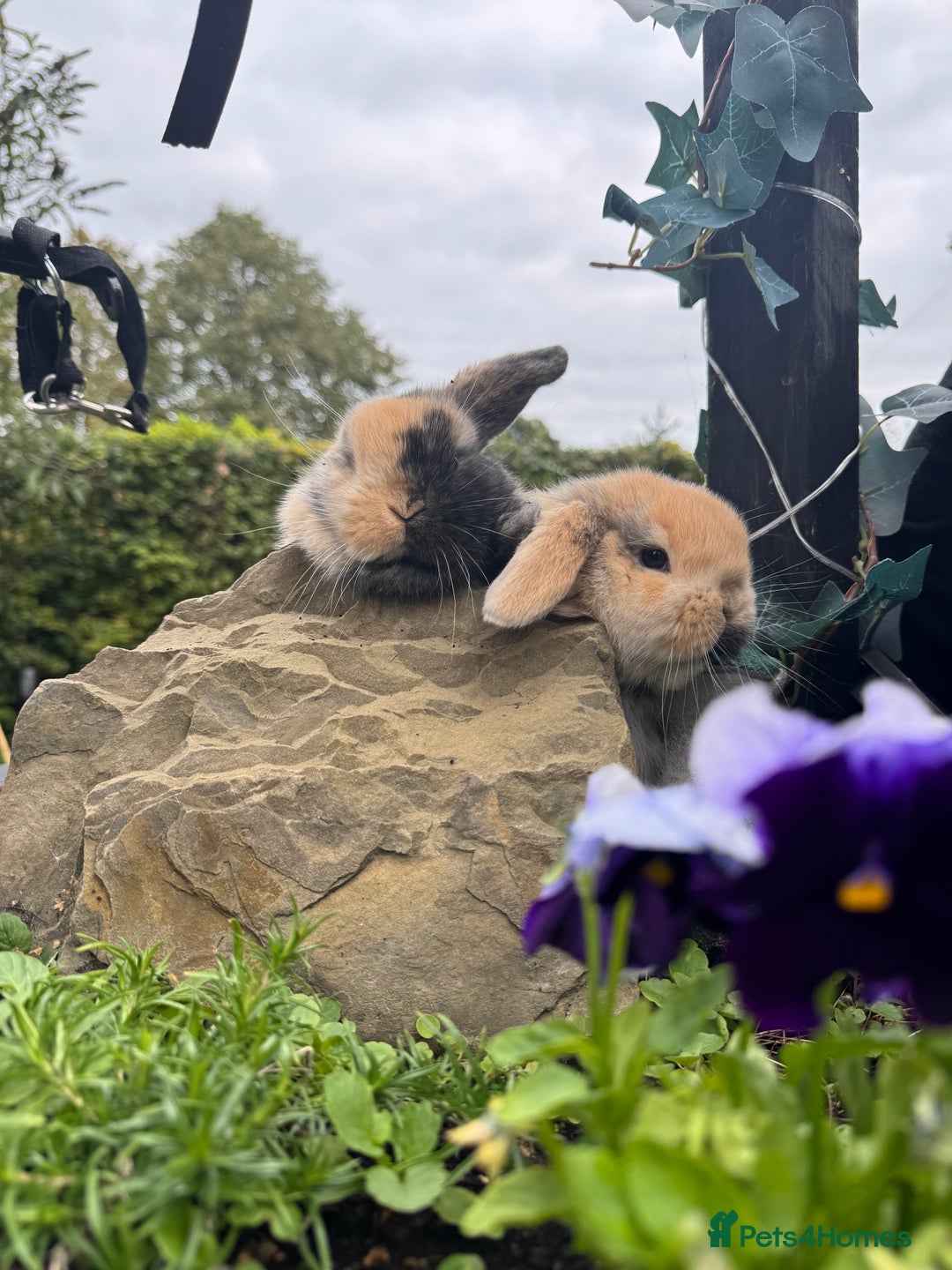 Netherland Dwarf rabbits for sale: Still available pedigree mini lop sisters 12/10/25 - Image 1