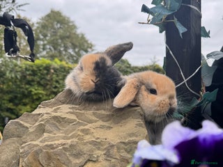 Netherland Dwarf rabbits - Advert 5