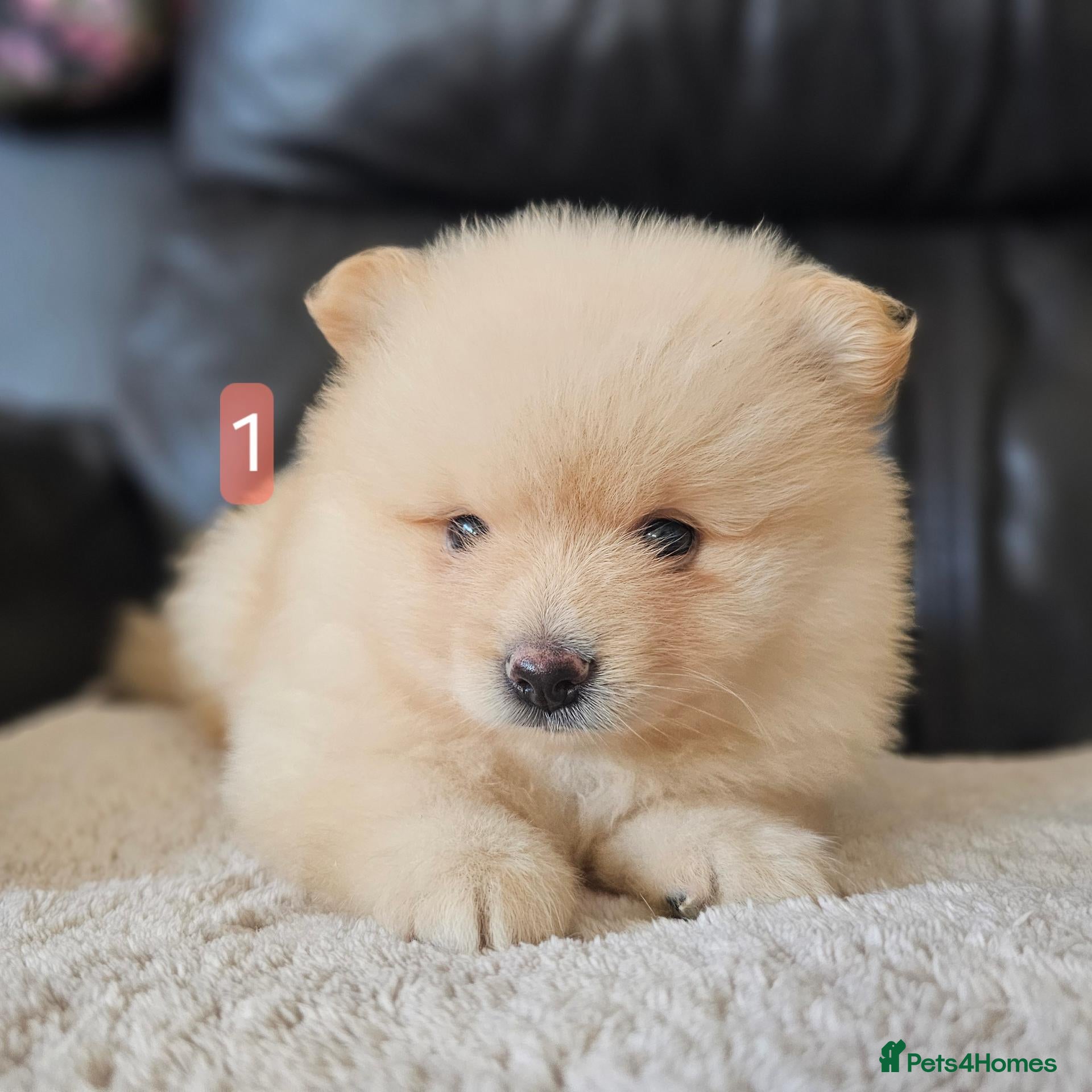 Pomeranian dogs 4 beautifull boys - Advert 16