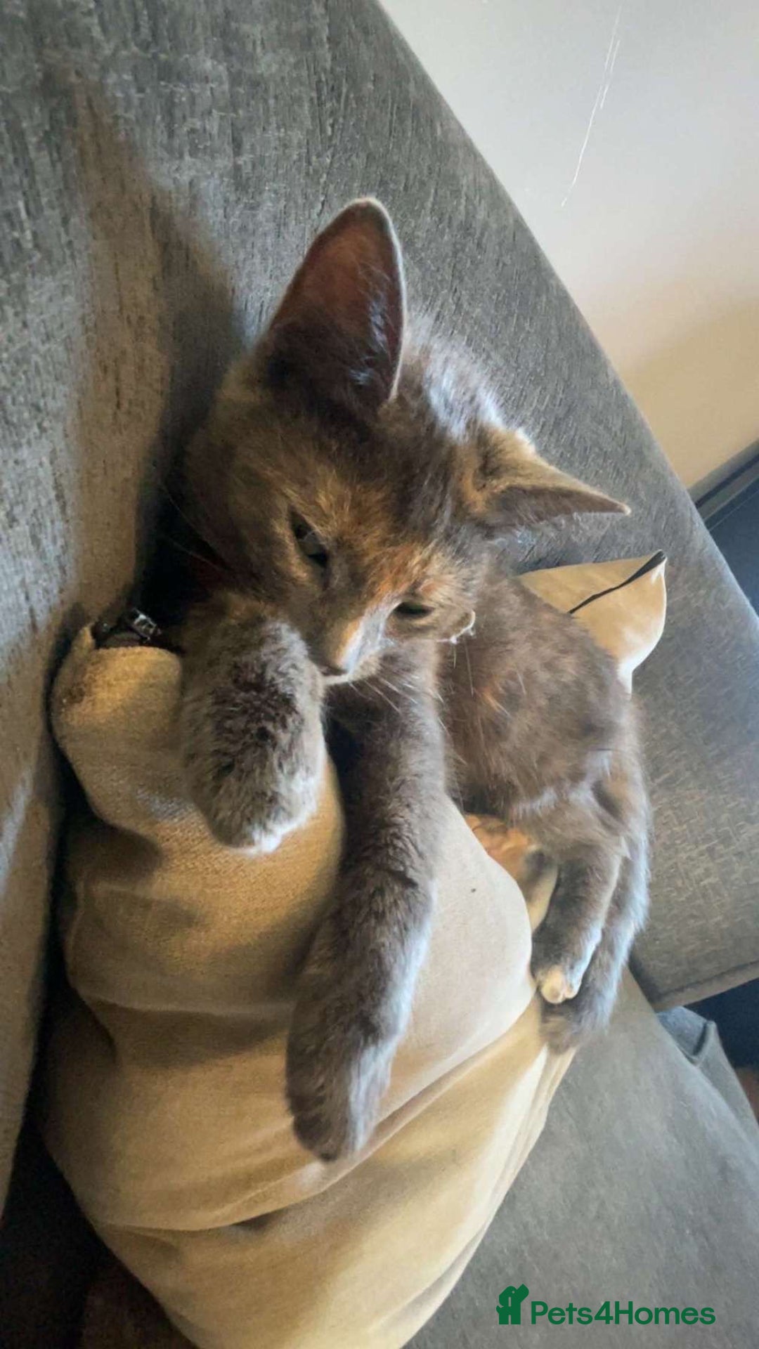 Mixed Breed cats for sale: Kittens for sale  - Image 8