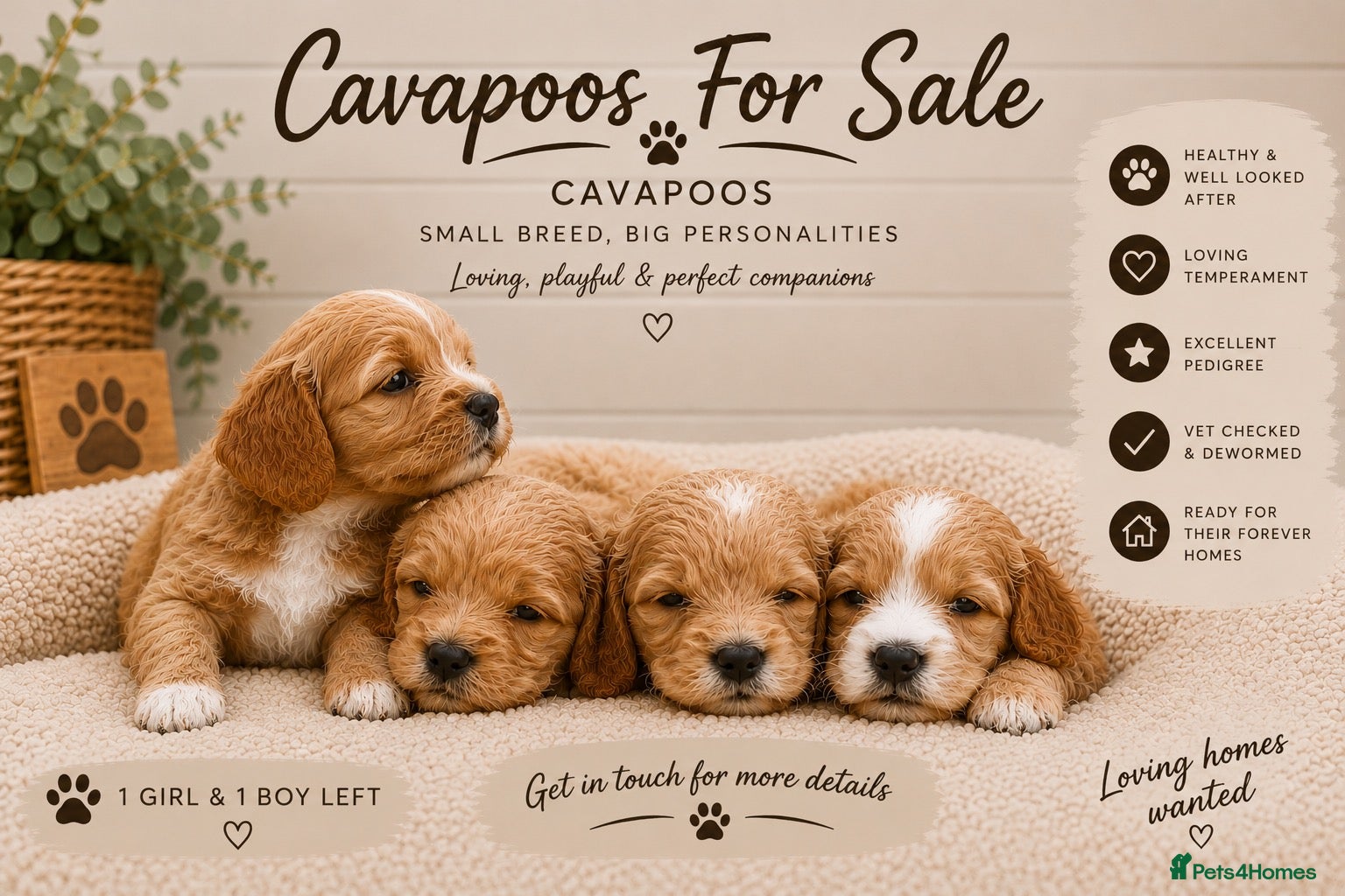 Cavapoo dogs F1 CAVAPOO PUPPIES 5 STAR LICENSED BREEDER.  - Advert 8