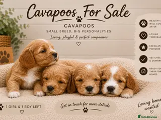 Cavapoo dogs F1 CAVAPOO PUPPIES 5 STAR LICENSED BREEDER. - Advert 8