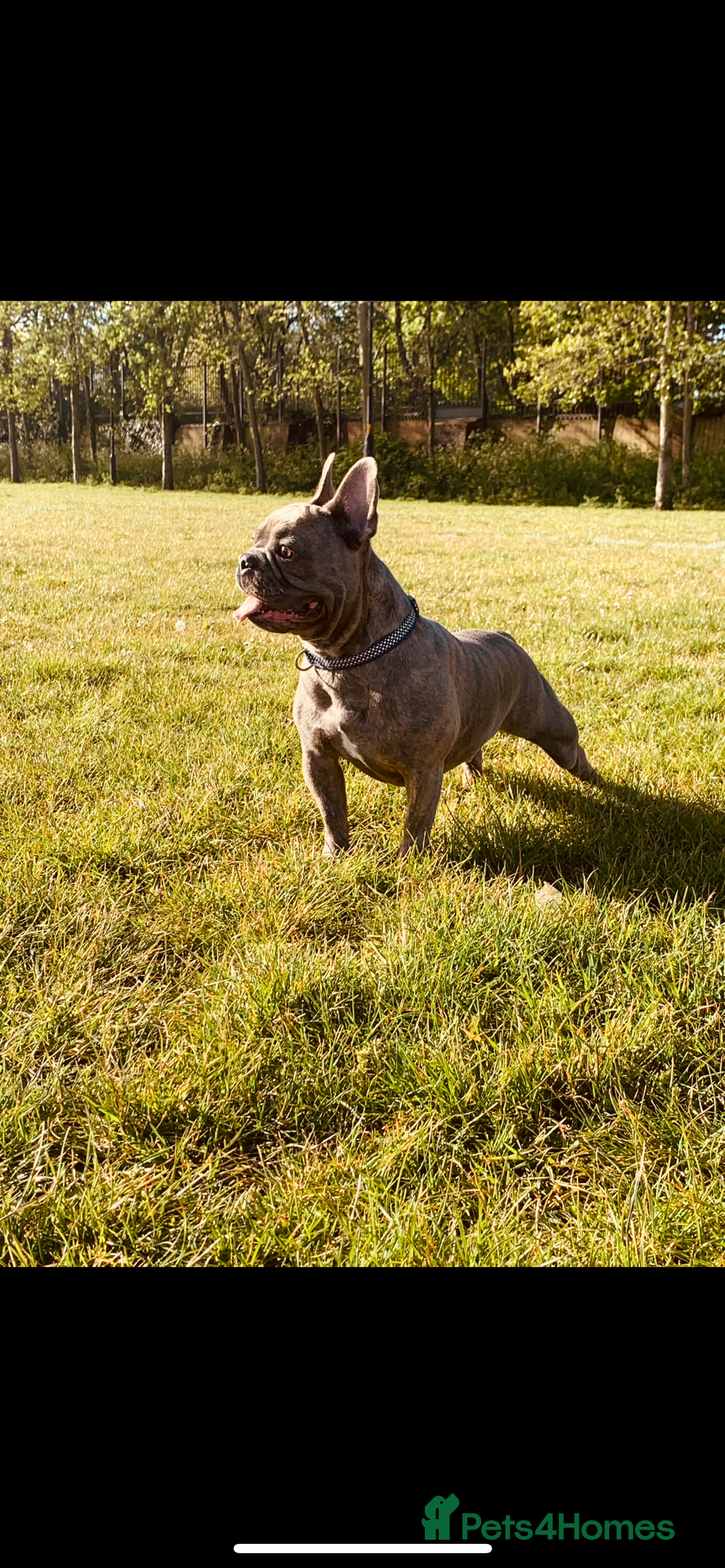 French Bulldog dogs for sale: French bulldog free to a good home  - Image 6