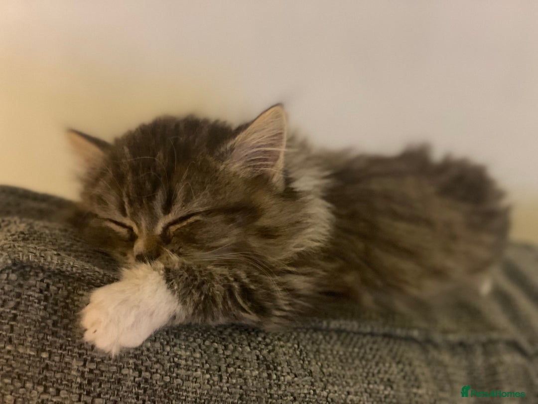 Mixed Breed cats for sale: SOLD  - Advert 4