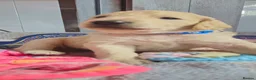 Double Doodle dogs for sale: Double Doodle Puppies (Hypoallergenic) - Advert 19