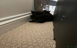 Maine Coon cats for sale: 3 kittens  - Image 6