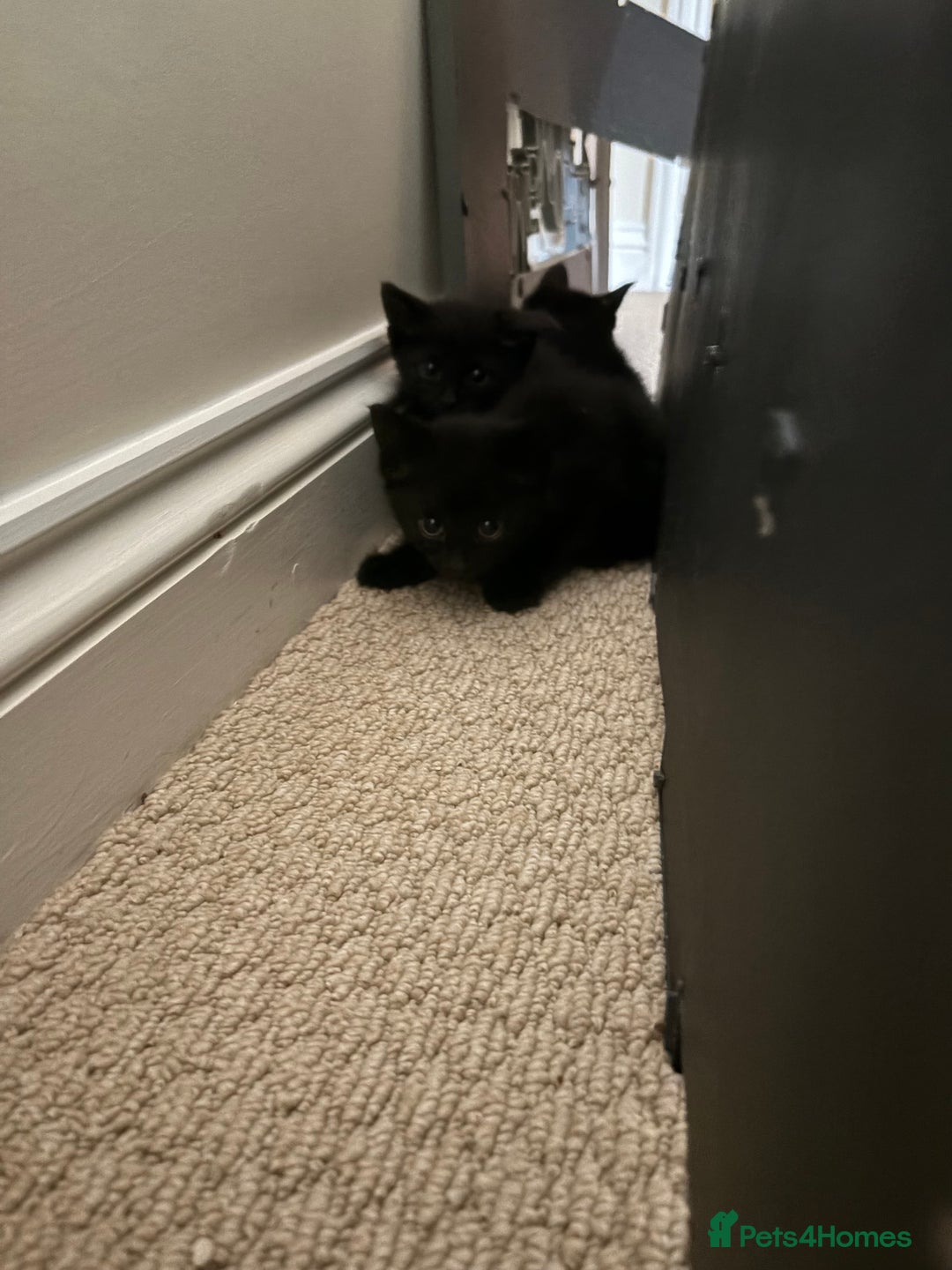 Maine Coon cats for sale: 3 kittens  - Image 6
