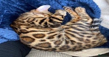 Bengal cats - Advert 10