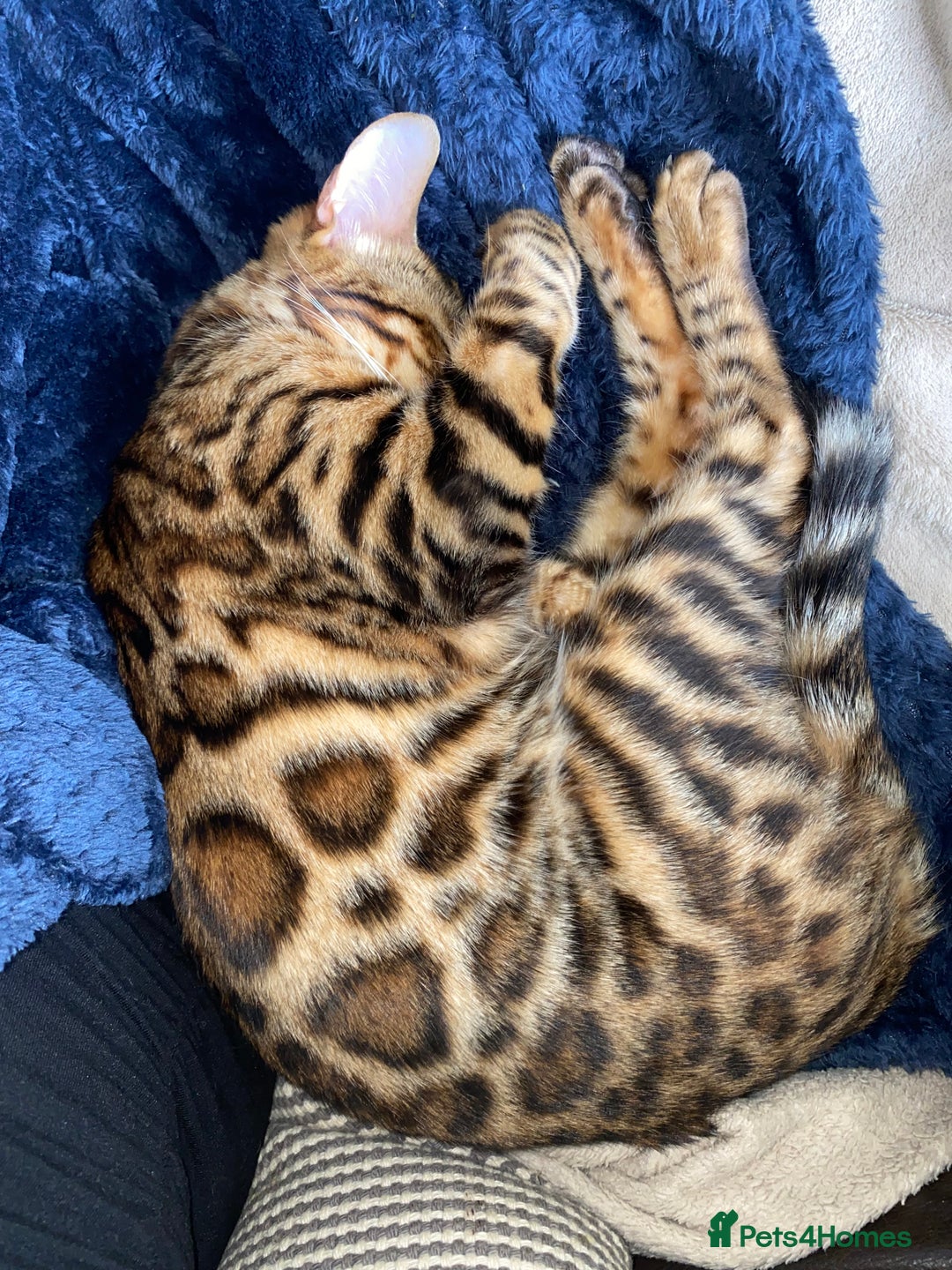 Bengal cats for sale: Male Snow & Female Brown Rosetta bengals - Image 2