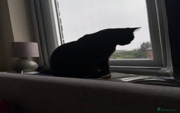 Domestic Shorthair cats for sale: Bonded sisters, please adopt together!  - Image 9