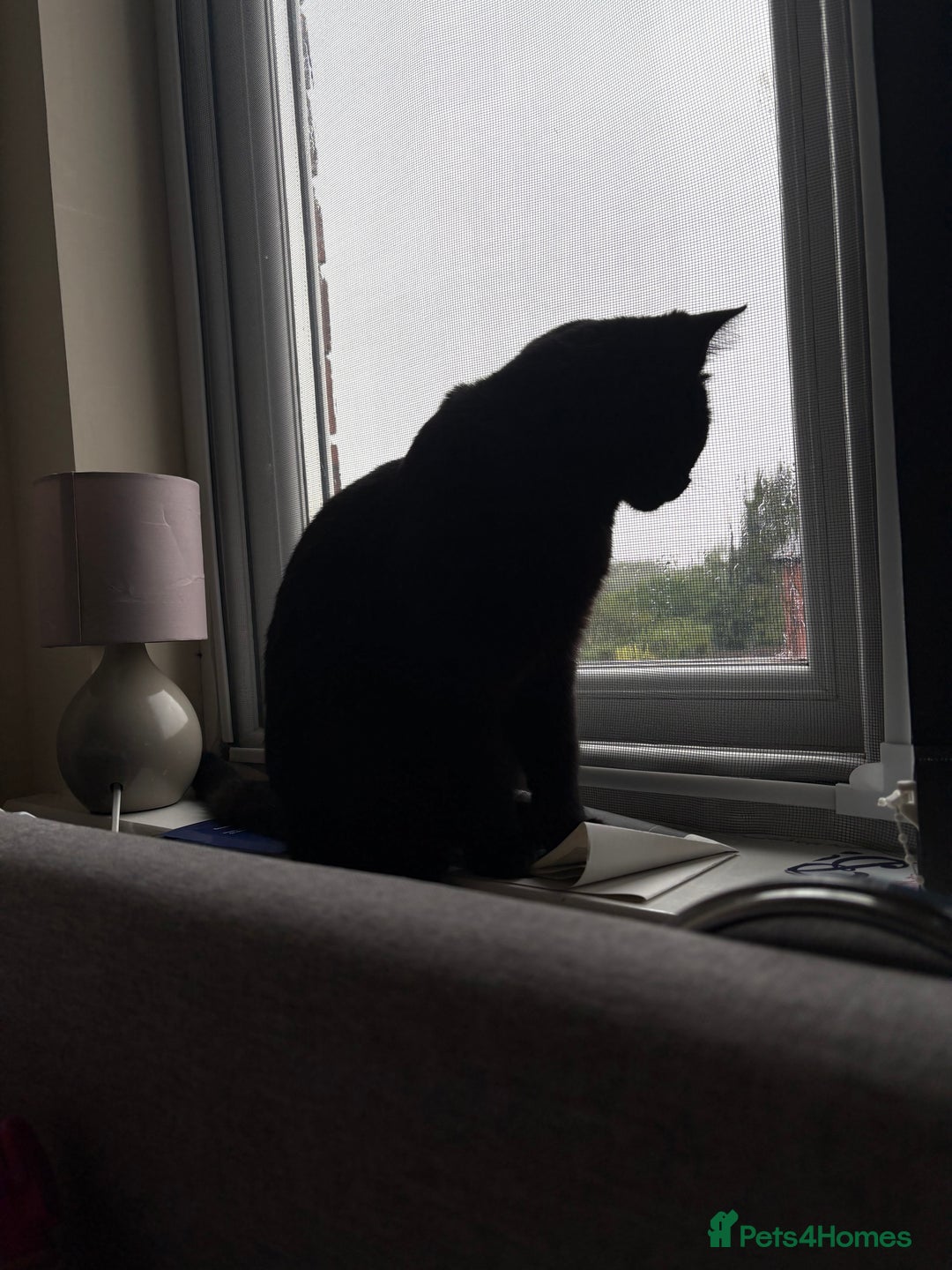 Domestic Shorthair cats for sale: Bonded sisters, please adopt together!  - Image 9
