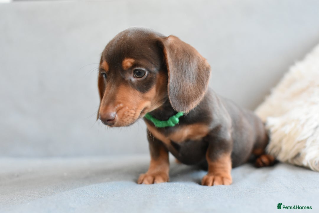 Miniature Dachshund dogs for sale: Miniature Dachshund Boys **READY NOW** - Image 9