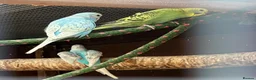 Budgerigars birds for sale: This years Budgies 3-6 months Male & Female - Advert 6
