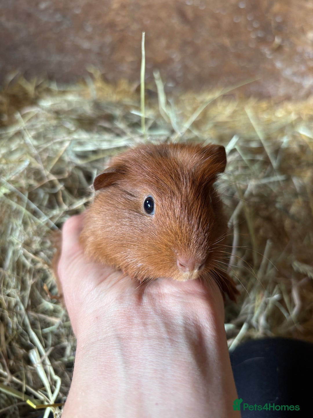 Guinea Pig rodents for sale: Lovely friendly Guineapigs  in Thetford - Image 10
